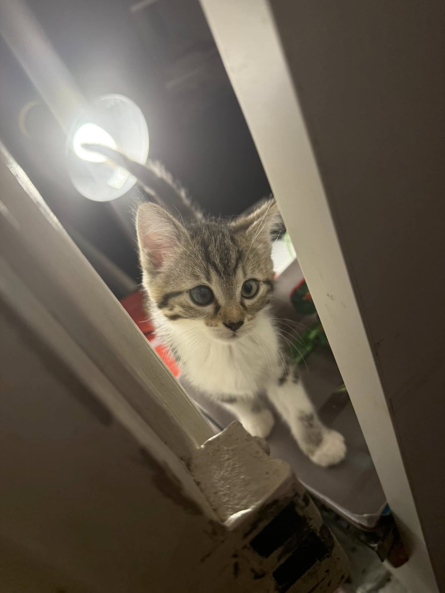 486360955-655694977254343-3109619669027697049-n